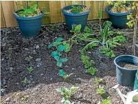  ?? ?? Byron Brien grows veges, berries and freezes and gives away what she doesn’t use.