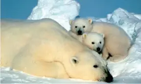  ?? Photograph: AP ?? Polar bears, at home in Alaska’s Arctic National Wildlife Refuge – an area the Trump administra­tion has designated as an oil and gas drilling site.