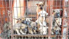  ??  ?? A bitch and her puppies at a dog-meat farm. Top, the HSI animal rescue team in action