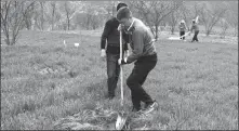  ?? PROVIDED TO CHINA DAILY ?? Qin Yanjun planting Sichuan pepper.