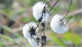  ??  ?? “These very pretty mouse ear seedheads were amazingly intact despite all the recent high winds,” says Eric Niven.