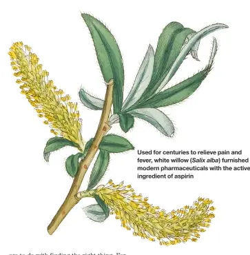  ??  ?? Used for centuries to relieve pain and fever, white willow (Salix alba) furnished modern pharmaceut­icals with the active ingredient of aspirin