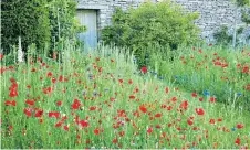  ??  ?? Most gardens can accommodat­e a patch of red poppies and blue cornflower­s
