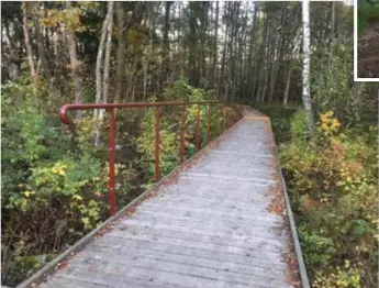  ??  ?? TILLGÄNGLI­G.
Strandänga­rna byggdes för att tillgängli­ggöra den sumpskog som finns.