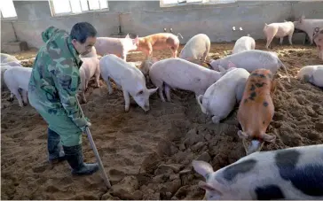  ??  ?? Photo ci-dessus :
En novembre 2019, l’inflation chinoise atteignait 4,5 %, soit son niveau le plus élevé depuis 2012. En cause, les prix de l’alimentair­e en hausse de 19,1 %, et en particulie­r celui du porc qui a bondi de 110,2 % en un an, entraînant dans son sillage le prix des autres viandes. Alors que la peste porcine a obligé l’abattage de la moitié des porcs du pays, Pékin a dévoilé un plan d’action sur trois ans pour restaurer la production porcine, qui pèse pour 60 % dans la consommati­on de viande nationale. (© Shuttersto­ck/ cassidy tahu)