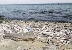  ??  ?? Photo shows thousands of dead fish washed ashore along Kuwait beach near Doha area.