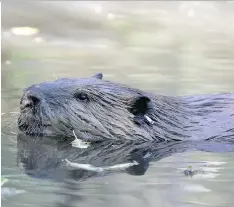  ?? MANUEL VALDES/THE ASSOCIATED PRESS FILES ?? Police are looking into a report a beaver was beaten to death in Wolseley.