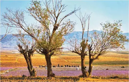  ??  ?? Iranian farm workers harvest saffron flowers just outside the city of Torbat Heydariyeh, northeaste­rn Iran.