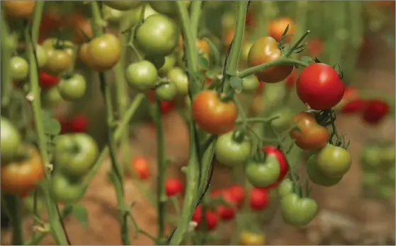  ?? PHOTOGRAPH: ABID KATIB/ GETTY IMAGES ?? If left to their own devices tomatoes will cause an unsightly mess and fall into the clutches of slugs and snails