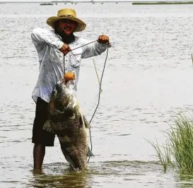  ?? Shannon Tompkins / Houston Chronicle ?? Texas anglers this spring are enjoying good fishing for adult black drum during the annual spawning season. The drum appear to have weathered the dramatic weather events of the past several months.