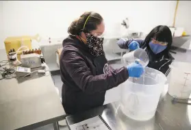  ?? Ramin Rahimian / Special to The Chronicle ?? Hospitals, groceries and drugstores will get bottles of sanitizer from The Galley’s initial run.