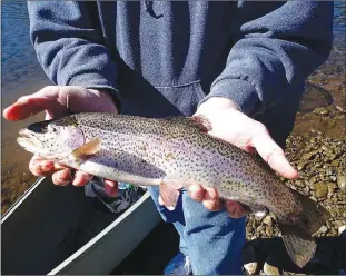  ?? Staff photograph by Flip Putthoff ?? Brashers shows a rainbow trout caught near the U.S. Highway 62 bridge on the White River below Beaver Dam.