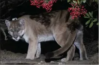  ?? MIGUEL ORDEÑANA VIA AP ?? This January 2020photo shows a mountain lion known as P-22in Los Angeles.
