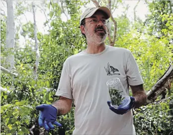  ?? LYNNE SLADKY THE ASSOCIATED PRESS ?? Jaret Daniels, of the Florida Museum of Natural History, holds a container containing a caterpilla­r of the endangered butterfly, Schaus’s swallowtai­l, in Key Largo, Fla.