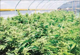  ??  ?? Medical Marijuana Farm Greenhouse