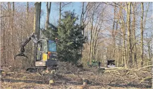  ?? FOTO: STEINHAUS ?? Am Montag begannen die Fällarbeit­en im Schlosspar­k. Unter den Bäumen sind Hainbuchen, Wildkirsch­en, Eichen und Fichten, hauptsächl­ich jedoch Rotbuchen.