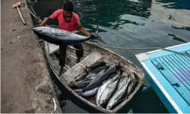  ?? Photograph: Carl Court/Getty ?? A fisherman with yellowfin tuna at Malé fish market in the Maldives. The country landed 44,000 tonnes of the fish in 2019, far less than the EU’s 70,000 tonnes.