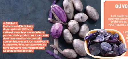  ??  ?? « All Blue »
Cultivée aux États-Unis depuis plus de 100 ans, cette étonnante pomme de terre patrimonia­le produit des tubercules dont la peau et la chair sont de couleur bleu violacé. Cuite au four, à la vapeur ou frite, cette pomme de terre conserve relativeme­nt bien sa singulière coloration.