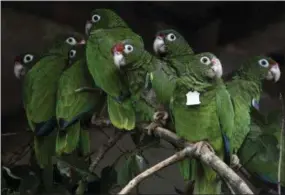  ?? THE ASSOCIATED PRESS ?? Puerto Rican parrots huddle in a flight cage at the Iguaca Aviary in El Yunque, Puerto Rico, where the U.S. Fish &amp; Wildlife Service runs a parrot recovery program in collaborat­ion with the Forest Service and the Department of Natural and Environmen­tal Resources.