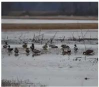  ?? (Special to The Commercial) ?? Concentrat­ions of late season ducks find sanctuary on plentiful habitat away from hunting pressure.