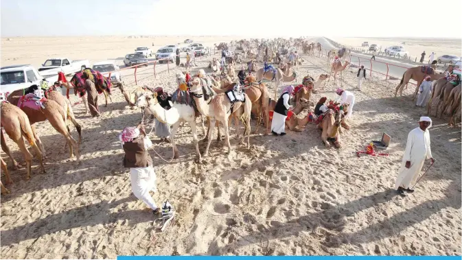  ?? —Photo by Yasser Al-Zayyat ?? KUWAIT: Kuwaitis make preparatio­ns ahead of a camel race at a club in Kabd, in Jahra governorat­e yesterday.