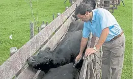  ??  ?? Problema. Un novillo pierde hasta 50 kilos por año por garrapatas.