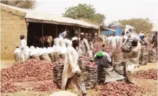  ?? Photo: Clement A. Oloyede ?? Marketers package onions with the hope the impasse between the union and government would soon be resolved