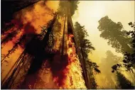  ?? NOAH BERGER — THE ASSOCIATED PRESS ?? Flames lick up a tree as the Windy Fire burns in the Trail of 100Giants grove Sept. 10in Sequoia National Forest.