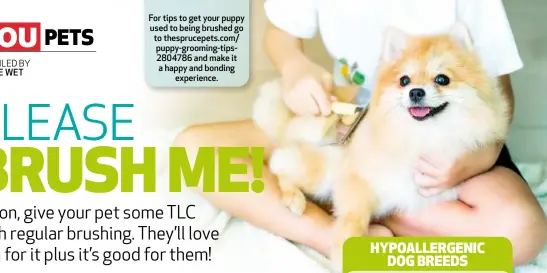  ??  ?? For tips to get your puppy used to being brushed go to thesprucep­ets.com/ puppy-grooming-tips280478­6 and make it a happy and bonding experience.