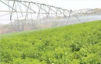  ??  ?? This centre pivot covers 40 hectares comprising paprika, moringa and chillies