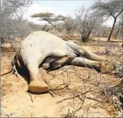  ?? Brian Inganga Associated Press ?? THIS ELEPHANT was slain by Kenyan rangers after it killed a woman while seeking food and water.