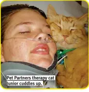 ?? ?? Pet Partners therapy cat Junior cuddles up.