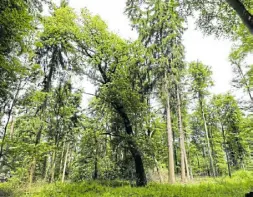  ?? Foto: Simone Flörke ?? Soll in der Egge ein Nationalpa­rk entstehen oder nicht? Über das Für und Wider will der Kreis in drei Veranstalt­ungen informiere­n, bevor die Abstimmung losgeht.