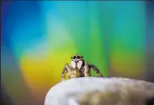  ??  ?? Joanne Ottey won the Resene Colour Award for this image of a spider in microscopi­c detail.