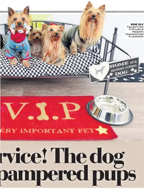  ??  ?? BONE IDLE Pups don’t have to lift a paw at Margaret’s Dogchester hotel in Lanarkshir­e