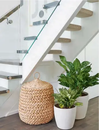  ??  ?? FAR LEFT Houseplant­s are a huge trend right now, but the designers (pictured left) advise proceeding with caution. “We love plants,” says Jordy. “But make sure you know your lighting – fiddle-leaf fig trees will have a hard time surviving in north-facing rooms, for instance.” The chic woven basket hides kids’ toys.