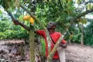  ?? ?? A farmer tends to his cacao crops in Likpe Bala, Ghana. Photograph: Muntaka Chasant/Shuttersto­ck