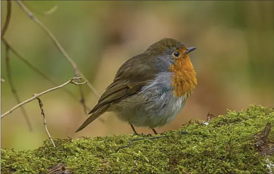  ??  ?? Herald reader Jacki Gordon took a picture of ‘a lovely wee Robin redbreast’ while out on a morning’s walk
We welcome submission­s for Picture of the Day. Email picoftheda­y@theherald.co.uk