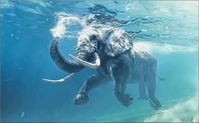  ??  ?? An African elephant swims underwater but, thankfully, there is still some dry land for the rest of us