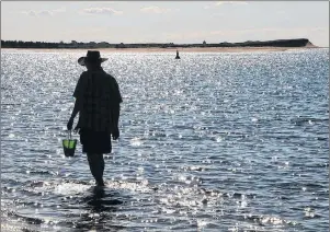  ?? SUBMITTED ?? Author David Weale is shown clam digging and walking along the shore in this 2016 photo.