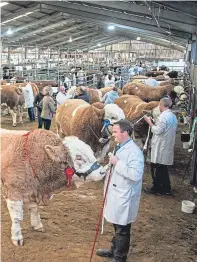  ??  ?? Simmentals line up for judging in the show ring