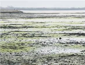  ?? ?? Campaigner­s have raised concerns over the effect of sewage dumping on the likes of Chichester­Harbour