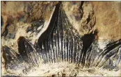  ?? JOHN-PAUL HODNETT ?? A row of teeth on the lower jaw of a 300-million-year-old shark species named this week following a nearly complete skeleton of the species found in 2013 in New Mexico.