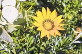  ?? EDUARDO CONTRERAS U-T ?? Reutlinger got contributi­ons from friends, including giant yellow gazania daisies.