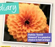  ??  ?? Dahlia ‘David Howard’ is a popular choice in hot orange