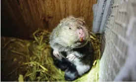  ?? Photograph: Hap/Quirky China News/REX/Shuttersto­ck ?? Bamboo rats, such as this one on a farm in Congjiang County, Guizhou Province, are mainly farmed for their meat.