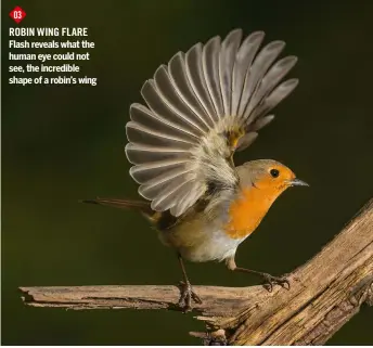  ??  ?? 03
Robin Wing FLARE Flash reveals what the human eye could not see, the incredible shape of a robin’s wing