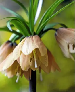  ??  ?? Fritillari­a imperialis ‘Early Fantasy’ is eye-catching for its delicate, blended colour.