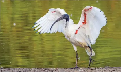 ?? Photograph: ZambeziSha­rk/Getty Images/ iStock ?? ‘When I first saw the ibis, they were just exotically ugly. Now, they’re exquisitel­y aggressive.’