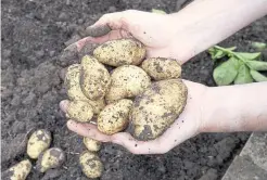  ??  ?? Your spuds should be ready for harvesting between 12-20 weeks after planting